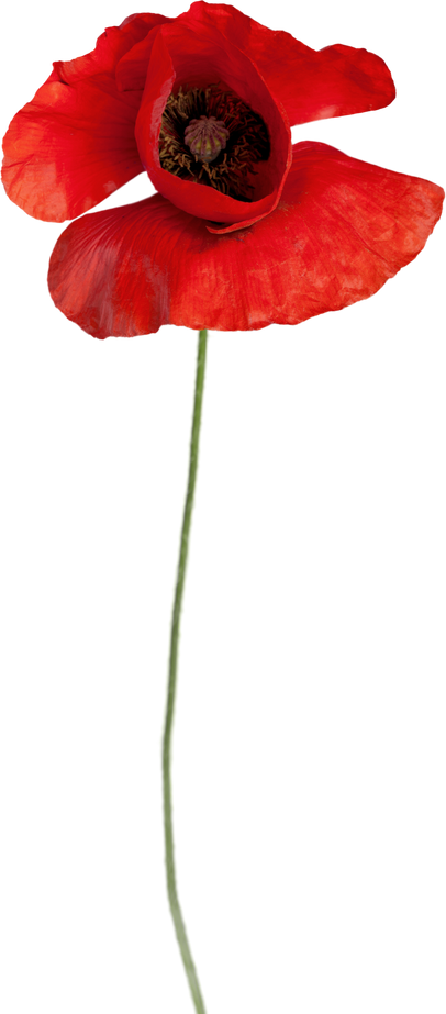 Red Poppy Flower - Isolated